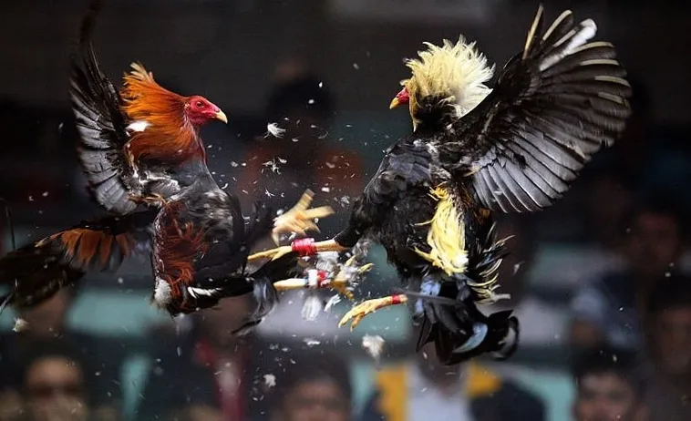 Hướng Dẫn Chi Tiết Cách Chơi Đá Gà Sabong Tại Sodo6789 Dễ Hiểu Cho Người Mới